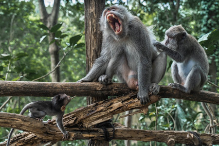 A growling macaque monkey and a playful macaque monkey on a branchの写真素材