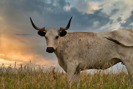 A closeup of a Texas longhorn standing on grass against a blue cloudy skyの写真素材