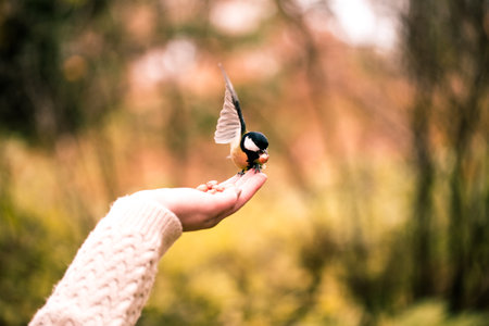 A selective focus shot of a hand feeding a great tit bird in the woodsの写真素材