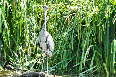 A Closeup of a gray heron bird on a green backgroundの写真素材