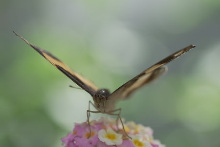 A closeup of a butterfly on a flower