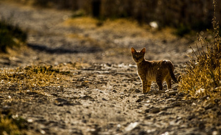 The gray striped cat standing on the rural road and looking back.の写真素材
