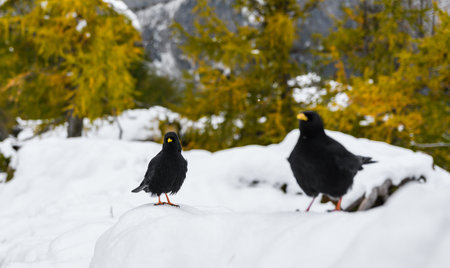 A pair of black birds, alpine cough (Pyrrhocorax graculus) in snowy landscapes in the Julian Alps,...