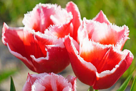 A closeup shot of red tulips with a frayed white border in a gardenの写真素材