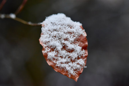 A closeup of a dry leaf covered in snowの写真素材