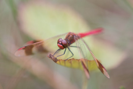 A selective focus shot of a skimmer dragonfly on a plantの写真素材