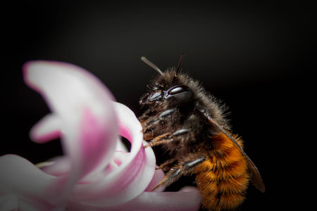 A close-up macro shot of European orchard bee (Osmia cornuta) on a pink flower