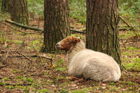 A view of the sheep sitting under the tree in the forestの写真素材