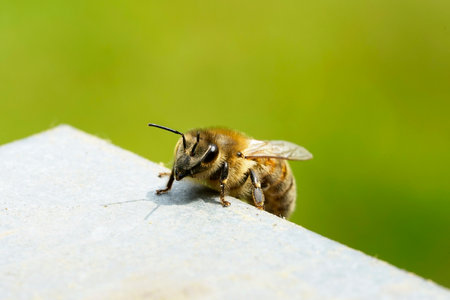 A shallow focus shot of a bee crawling on the cover of a beehive