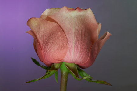 A closeup shot of a rose blooming in the gardenの写真素材