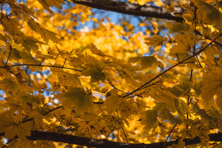 A view of the yellow leaves on the tree