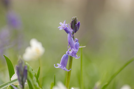 A selective focus shot of blooming purple bellflowersの写真素材