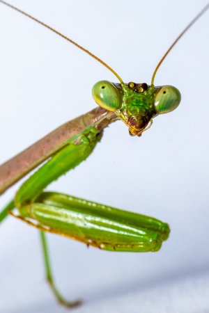 A macro shot of a green mantis isolated on a white surfaceの写真素材