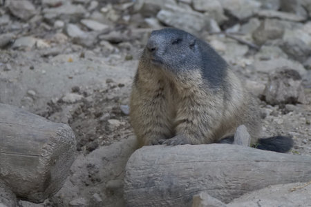 A Shallow focus of  a cute  Alpine marmot squirrelの写真素材