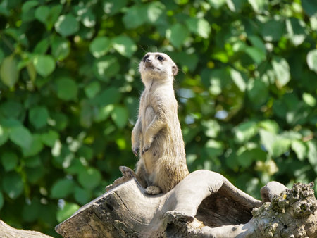 A Shallow focus of a Meerkat sitting on a wood with a blurry green background