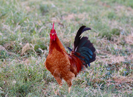 The rooster looking at the camera with a grassy background