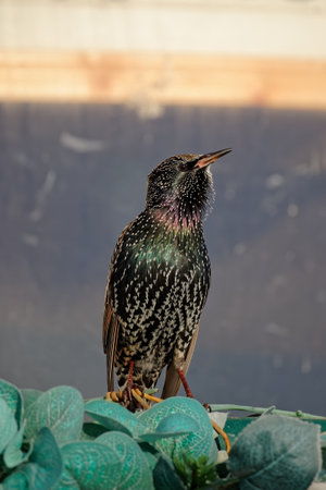 Vertical shot of common starling or European starling (Sturnus vulgaris). Closeup of the singing...