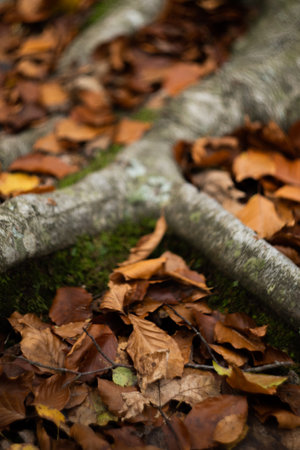 A vertical shot of dried leaves in Peneda-Geres National Parkの写真素材