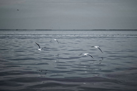 A grayscale shot of a flock of gulls flying over the seaの写真素材