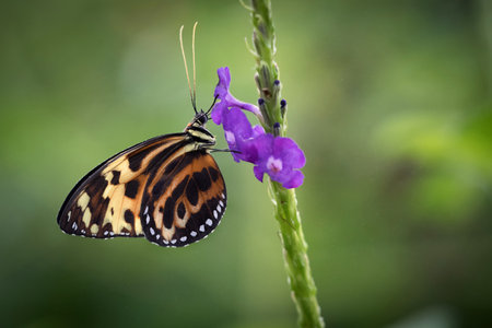 A selective focus shot of a beautiful butterfly on a purple flower