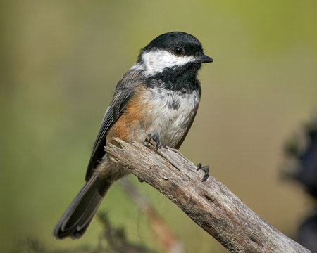 A selective focus shot of a black-capped chickadee bird perched on a branchの写真素材