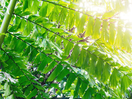 View of Iriartea deltoidea palm tree leavesの写真素材