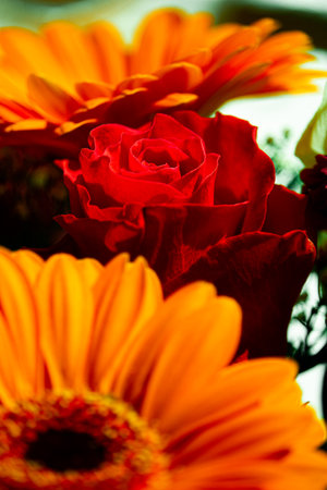 A vertical closeup shot of a beautiful red rose and Barberton daisy flowersの写真素材