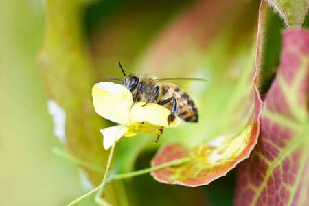 A closeup shot of a bee sitting on the flower and collecting nectar
