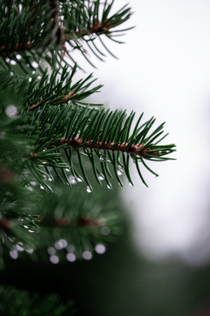 A vertical closeup shot of green fir branches covered in dewdrops
