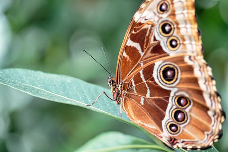 A closeup of a butterfly on a leaf in a garden