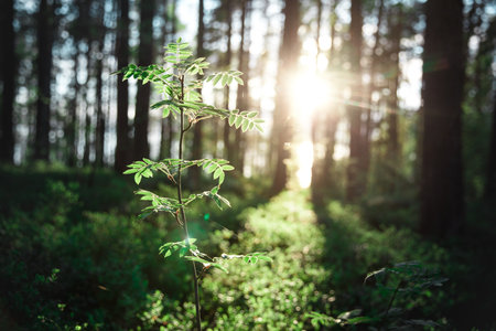A close-up shot of a plant illuminated by rays of warm sunlight