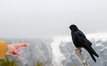 A Closeup of a woman feeding a black bird, an alpine chough, in snowy mountains in winterの写真素材