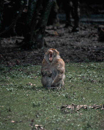 A vertical shot of a cute monkey yawningの写真素材