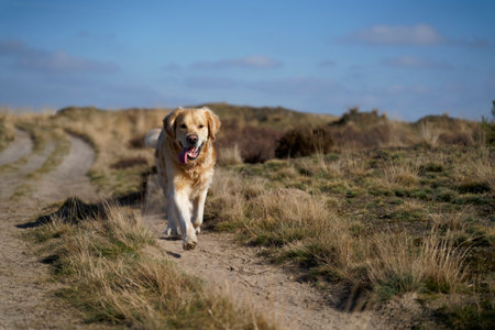 A selective focus shot of a Golden Retriever taking a walk in the field with his tongue outの写真素材