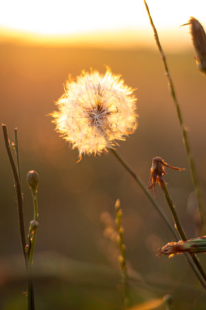 A vertical closeup shot of dried dandelion in a fieldの写真素材