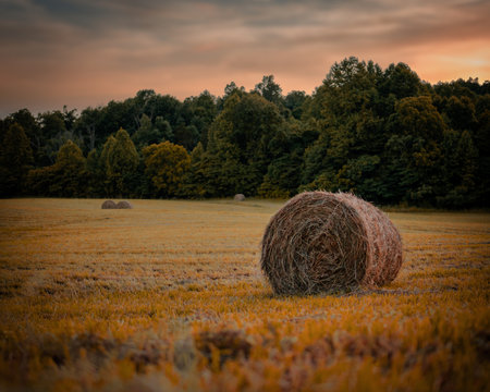 A beautiful view of hay bales in a field surrounded by trees at sunsetの写真素材