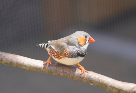A small zebra finch perching on a tree branch against a blurred backgroundの写真素材
