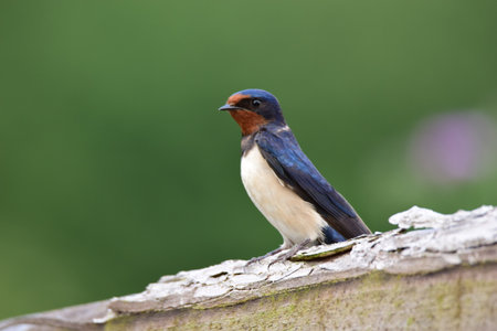 A selective focus shot of a barn swallow perched on a wooden surfaceの写真素材