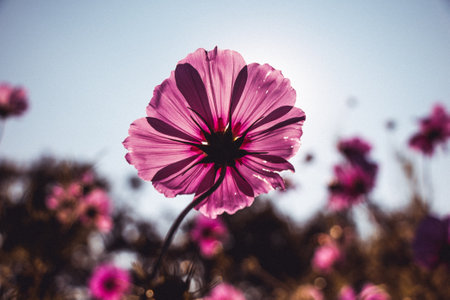 A closeup of a beautiful pink garden cosmos flowerの写真素材