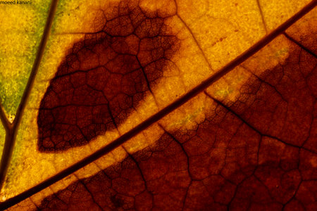 A closeup shot of a colorful leaf textureの写真素材