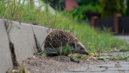 A closeup shot of an amur hedgehog sitting on the sandの写真素材