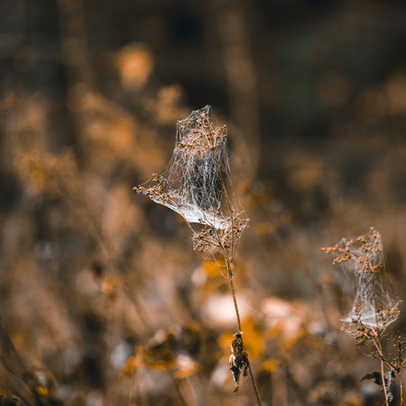 Closeup shots of objects in the nature.の写真素材