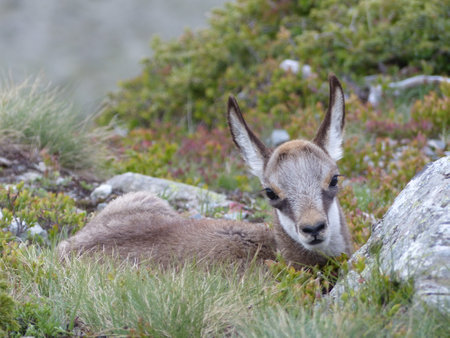 A closeup shot of a baby Chamois lying on the grass on a blurred backgroundの写真素材