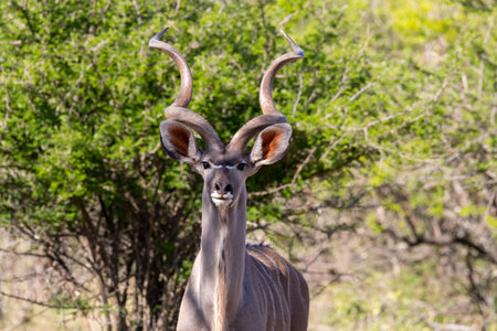 The magnificent Kudu in the field with a green tree in the background on a sunny day in Africaの写真素材