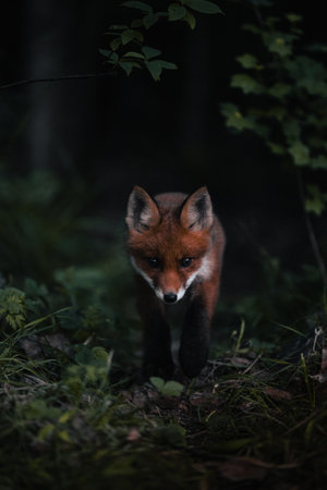 A vertical shot of a beautiful fox in a forest