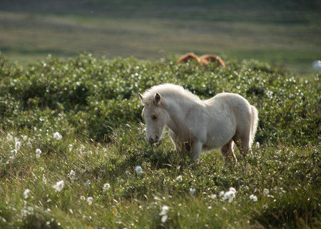 The horses in the mountains in Icelandの写真素材