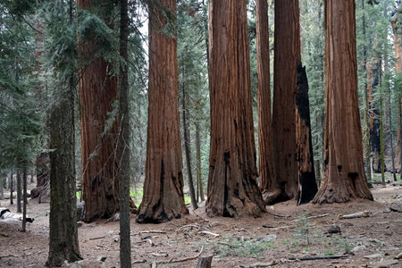 The huge tree trunks in Sequoia National Park, California, USA.