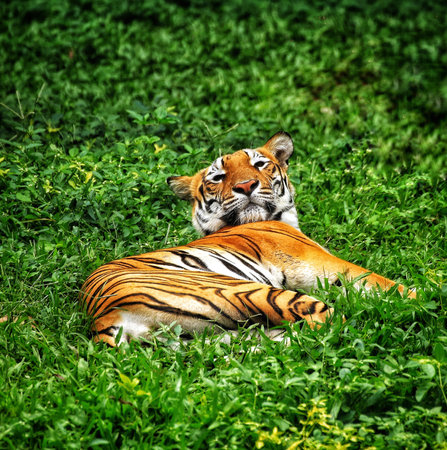 A tiger resting on green grass in the wilderness