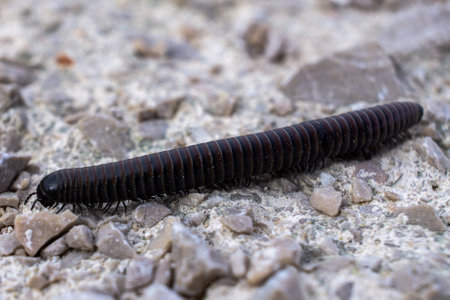 A closeup of a Julida worm crawling on the rocky surfaceの写真素材