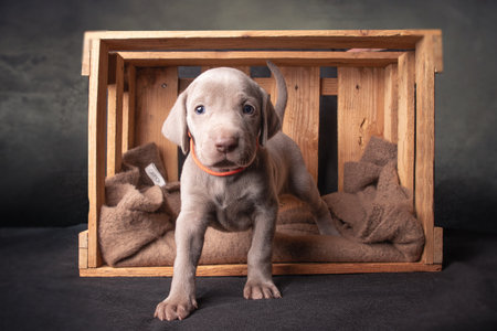 A closeup of an adorable weimaraner puppy resting in a woodencrateの写真素材